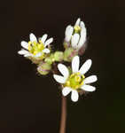 Spring draba